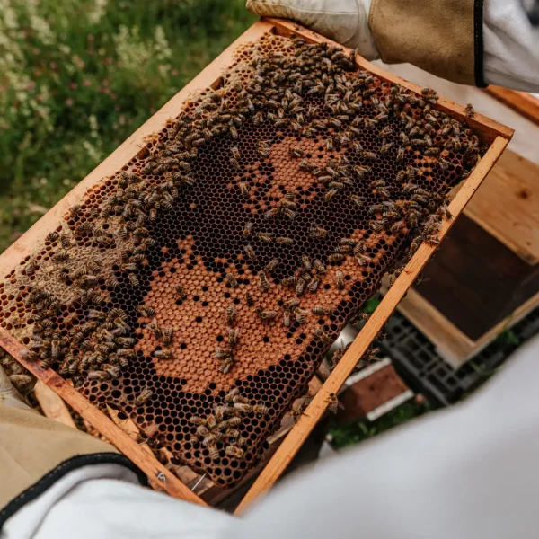 bianca-ackermann-1jjYXEvi7VI-unsplash